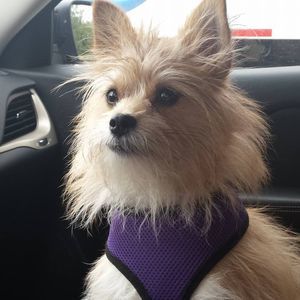 Meet your Posher, Sandy